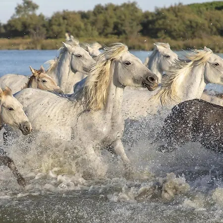 Garance Daire Nîmes