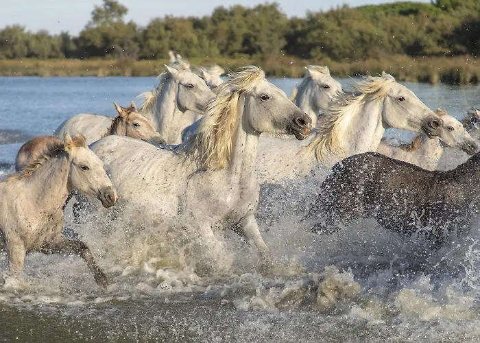 Garance Apartmán Nîmes